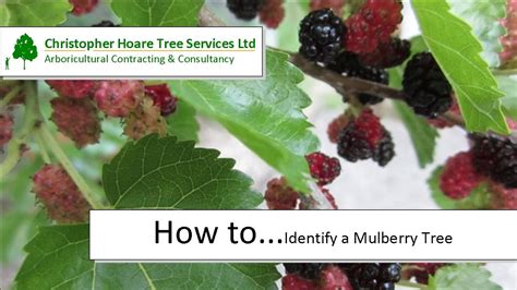 how to spot a mulberry